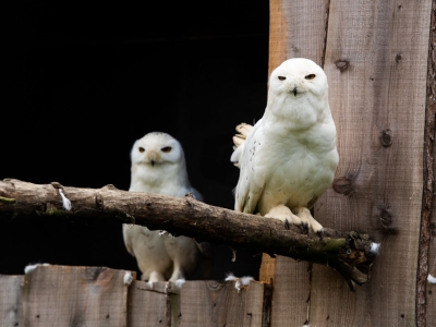 Sneeuwuil - De Zonnegloed - Dierenpark - Dieren opvangcentrum - Sanctuary
